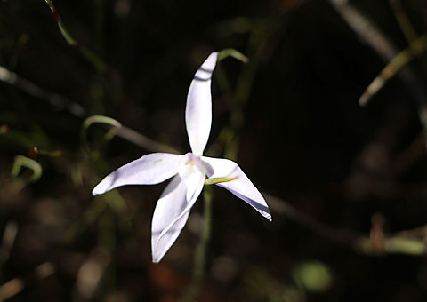 Waxlip orchid - Glossodia major Not the best photo of a white variant of the waxlip orchid Australia,Eamw flora,Eamw orchids,Geotagged,Glossosdia major,Orchid September,Spring,Waxlip orchid