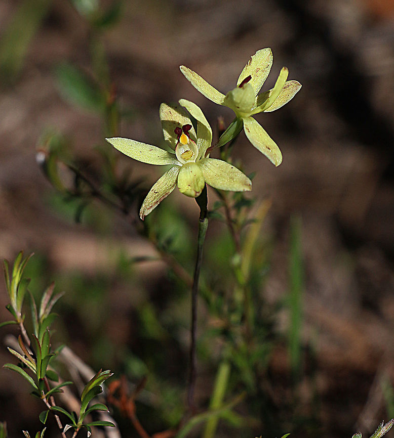Rabbit-eared sun orchid - Thelymitra antennifera Unfortionatly the orchids had been a bit damaged because of heavy rain the day before  Eamw flora,Eamw orchids,Eamw orchids Thelymitra,Mount Billy Conservation Park,Rabbit-eared sun orchid,Spring,Thelymitra antennifera
