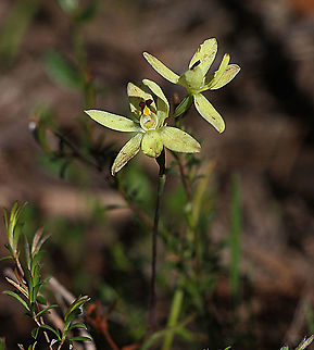 Rabbit-eared sun orchid - Thelymitra antennifera Unfortionatly the orchids had been a bit damaged because of heavy rain the day before Eamw flora,Eamw orchids,Eamw orchids Thelymitra,Mount Billy Conservation Park,Rabbit-eared sun orchid,Spring,Thelymitra antennifera