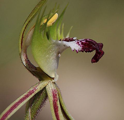 Eastern mantis orchid - Caladenia tentaculata  Australia,Caladenia tentaculata,Eamw flora,Eamw orchids,Eamw orchids Caladenia,Fringed Spider Orchid,Geotagged,Orchids September,Spring