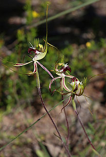 Eastern mantis orchid - Caladenia tentaculata  Australia,Caladenia tensa,Caladenia tentaculata,Eamw flora,Eamw orchids,Eamw orchids Caladenia,Fringed Spider Orchid,Geotagged,Orchids September,Rigid spider ororchid,Spring