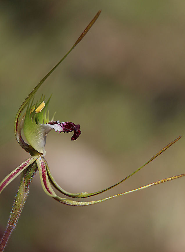 Eastern mantis orchid - Caladenia tentaculata  Australia,Caladenia tentaculata,Eamw flora,Eamw orchids,Eamw orchids Caladenia,Fringed Spider Orchid,Geotagged,Orchids September,Spring
