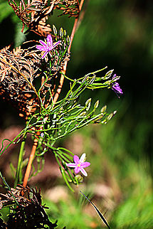 Twining Fringe - Lily - Thysanotus patersonii  Australia,Eamw flora,Geotagged,Spring,Thysanotus patersonii,Twining Fringe-lily