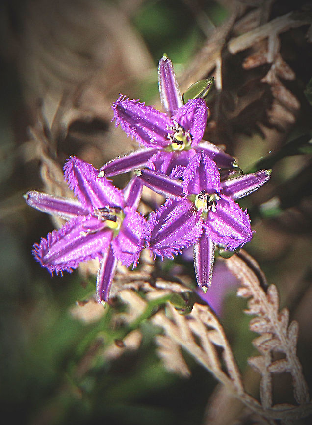 Twining fringed Lily - Thysanotus patersonii  Australia,Eamw flora,Geotagged,Spring,Thysanotus patersonii,Twining Fringe-lily