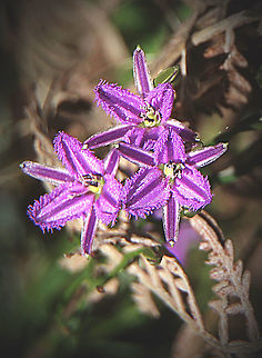Twining fringed Lily - Thysanotus patersonii  Australia,Eamw flora,Geotagged,Spring,Thysanotus patersonii,Twining Fringe-lily