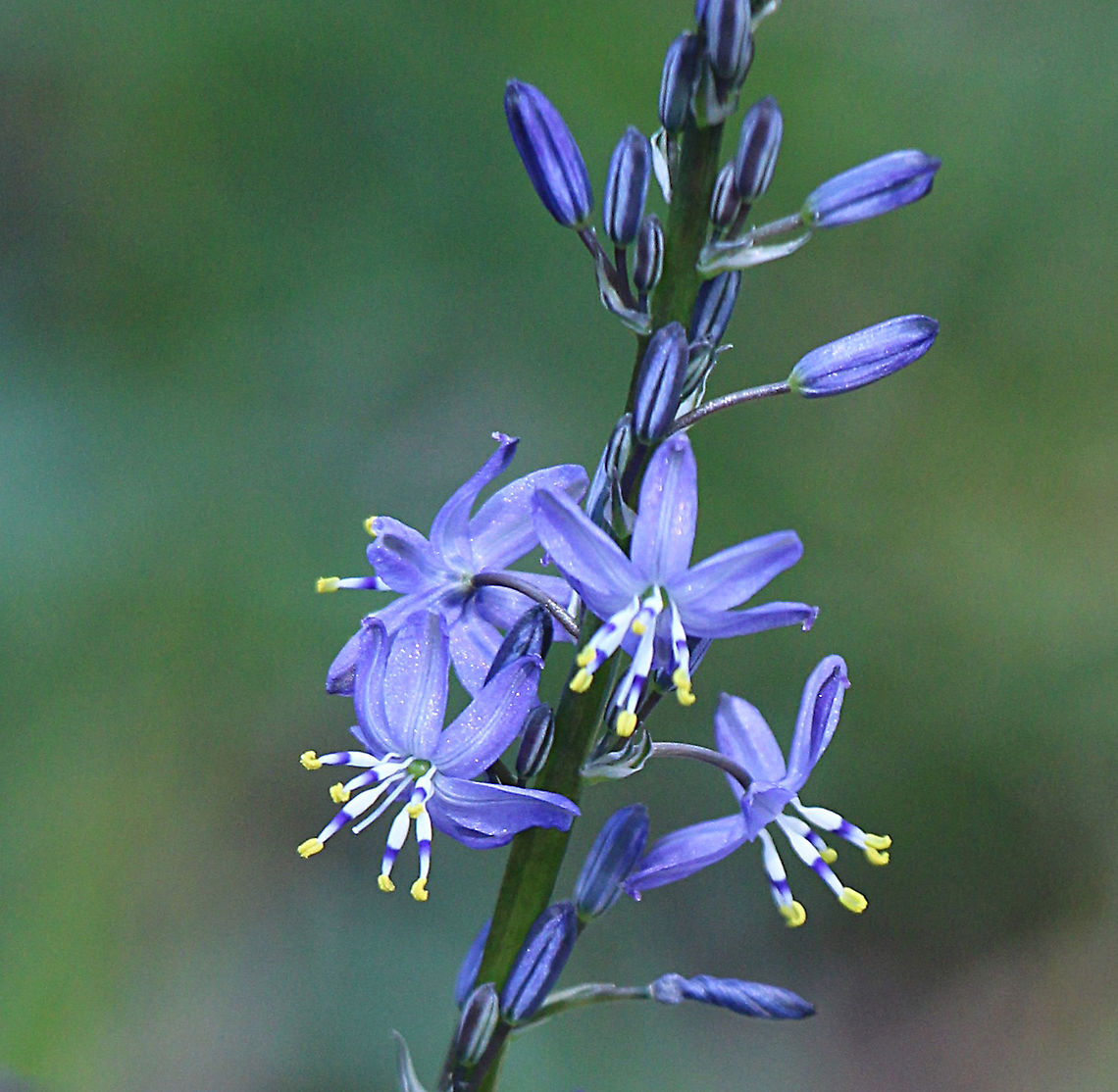Blue Grass Lily - caesia calliantha  Australia,Blue Grass Lily,Caesia calliantha,Eamw flora,Geotagged,Spring