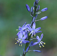 Blue Grass Lily - caesia calliantha  Australia,Blue Grass Lily,Caesia calliantha,Eamw flora,Geotagged,Spring