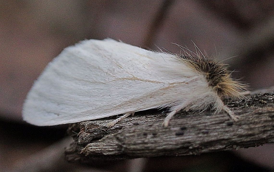 Sparshall’s moth - Trichiocercus sparshalli  Australia,Bairnsdale Vic,Eamw moth,Geotagged,Trichiocercus,Trichiocercus ew,Trichiocercus sparshalli
