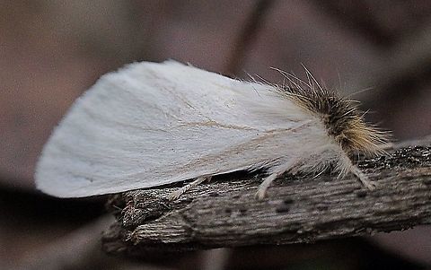 Sparshall’s moth - Trichiocercus sparshalli  Australia,Bairnsdale Vic,Eamw moth,Geotagged,Trichiocercus,Trichiocercus ew,Trichiocercus sparshalli