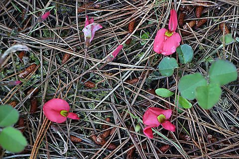 Running postman - Kennedia prostrata  Australia,Eamw flora,Eamw native pea,Geotagged,Kennedia prostrata,Running postman,Spring