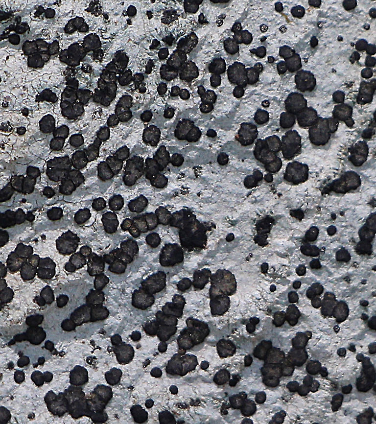 Paraporpidia leptocarpa lichen Growing on non- calcareous rock in a natural section within a Botanical garden  Australia,Eamw lichen,Geotagged,Paraporpidia leptocarpa,Spring