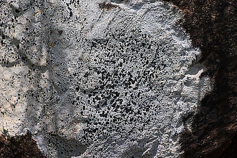 Paraporpidia leptocarpa lichen  Australia,Eamw lichen,Geotagged,Paraporpidia leptocarpa,Spring