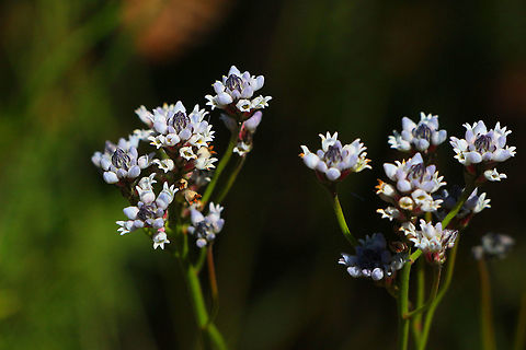 slender smokebush - Conospermum patens  Australia,Conospermum  patens,Eamw flora,Geotagged,Slender Smoke-Bush,Spring