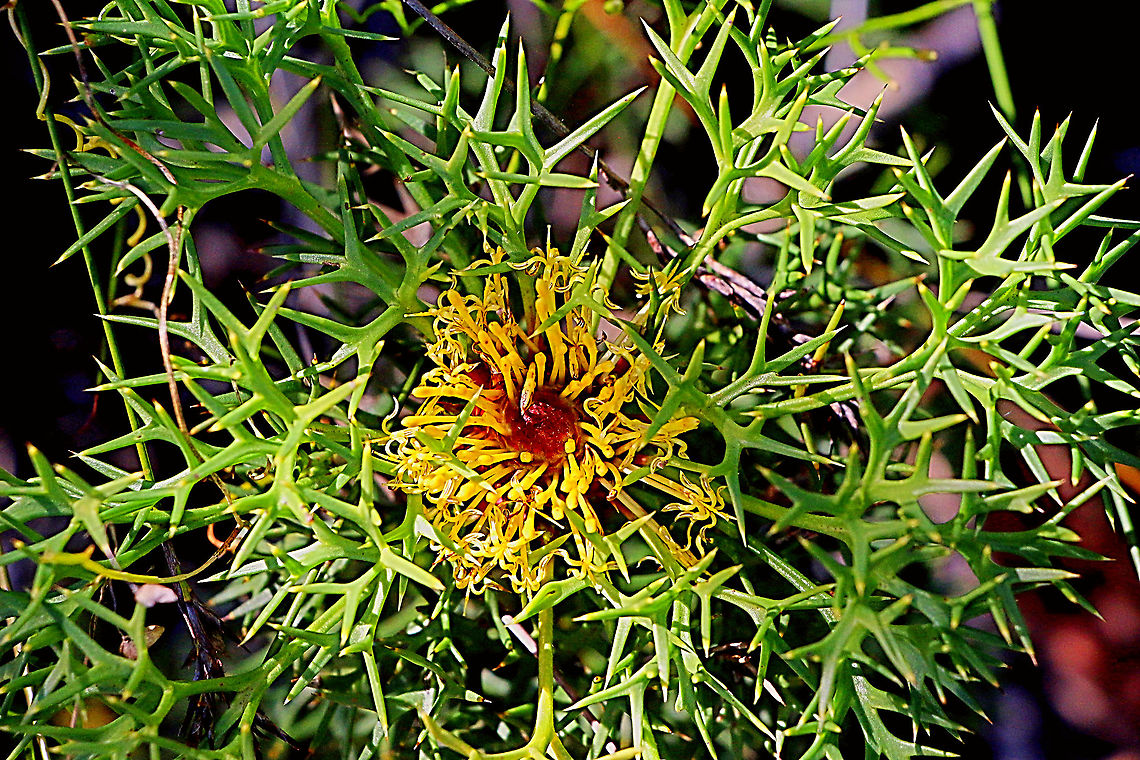 Horny cone-bush - Isopogon ceratophyllus  Australia,Eamw flora,Geotagged,Horny cone-bush,Isopogon ceratophyllus,Spring