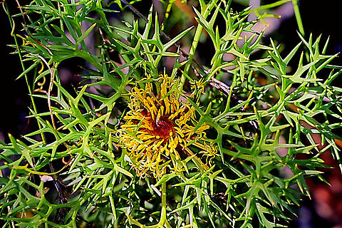 Horny cone-bush - Isopogon ceratophyllus  Australia,Eamw flora,Geotagged,Horny cone-bush,Isopogon ceratophyllus,Spring