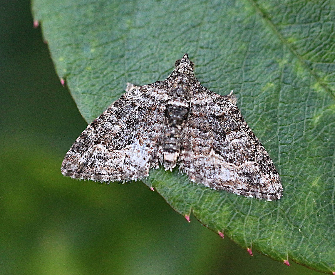 Apple looper - Phrissogonus laticostata  Apple looper,Australia,Eamw moth,Geotagged,Phrissogonus,Phrissogonus laticostata,Spring