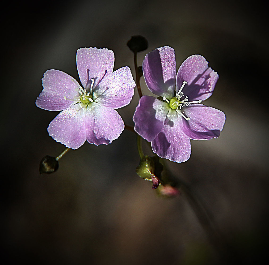 Shield sundew - Drosera peltata  Australia,Drosera peltata,Eamw flora,Geotagged,Shield sundew,Spring