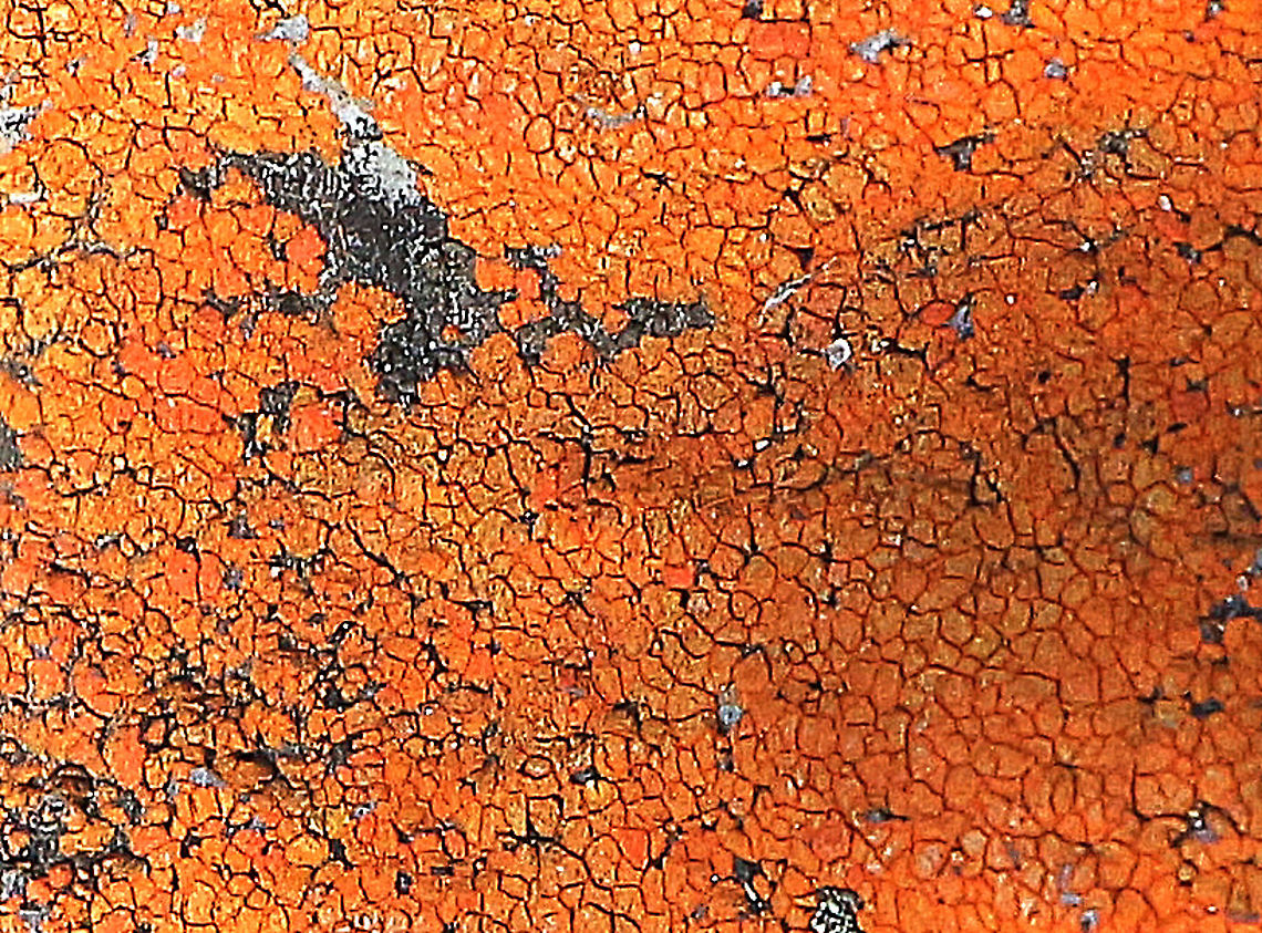 Unidentified lichen growing on non- calcareous rock  Australia,Eamw lichen,Geotagged,Spring