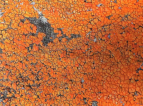 Unidentified lichen growing on non- calcareous rock  Australia,Eamw lichen,Geotagged,Spring