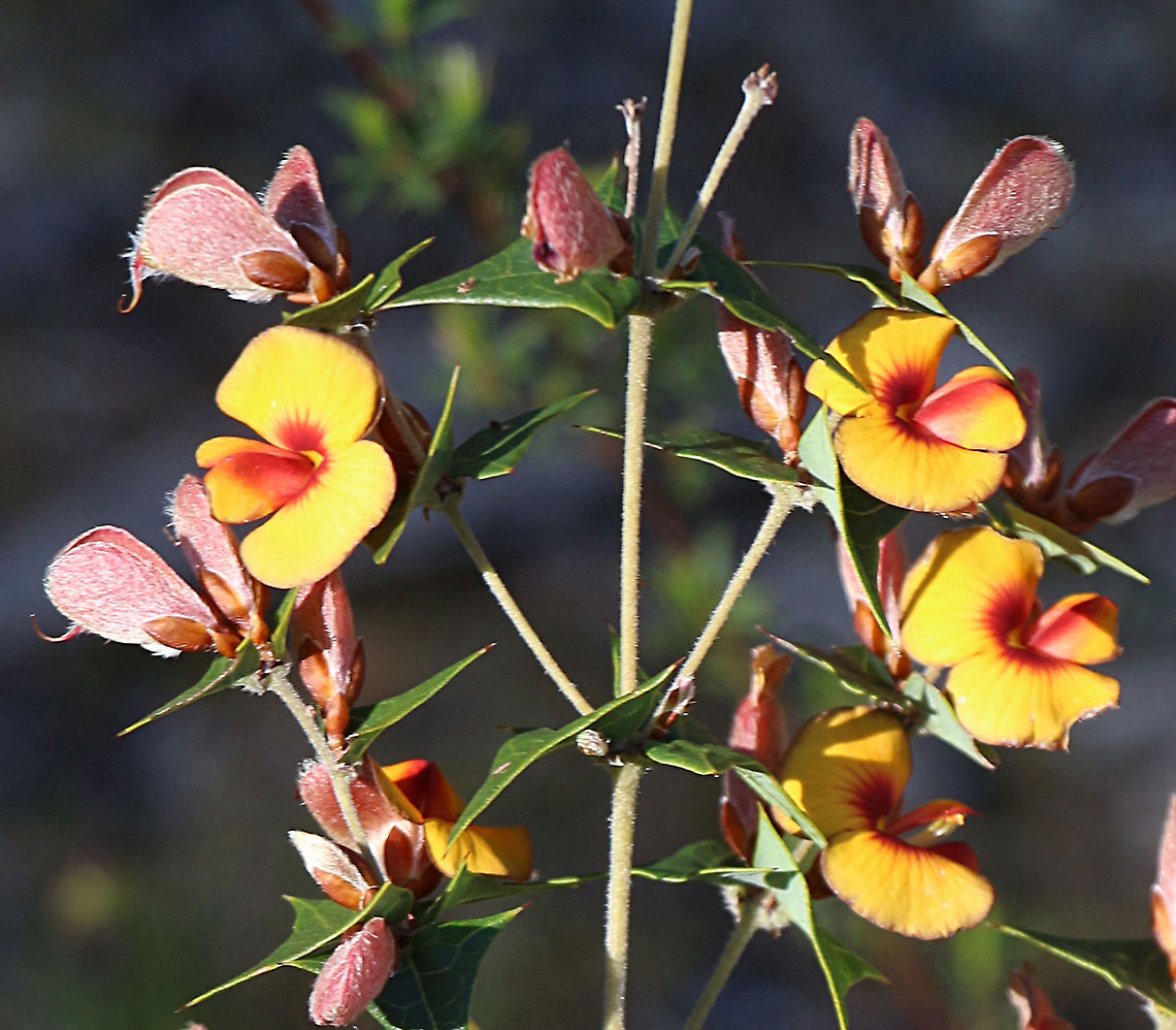 Common Flat-pea - Platylobium obtusangulum  Australia,Common Flat-pea,Eamw flora,Eamw native pea,Geotagged,Platylobium obtusangulum,Spring