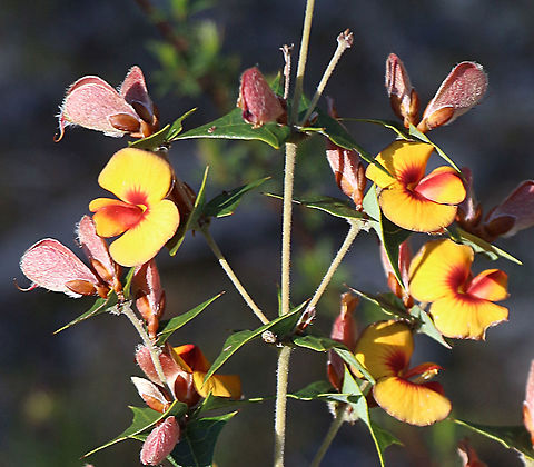 Common Flat-pea - Platylobium obtusangulum  Australia,Common Flat-pea,Eamw flora,Eamw native pea,Geotagged,Platylobium obtusangulum,Spring