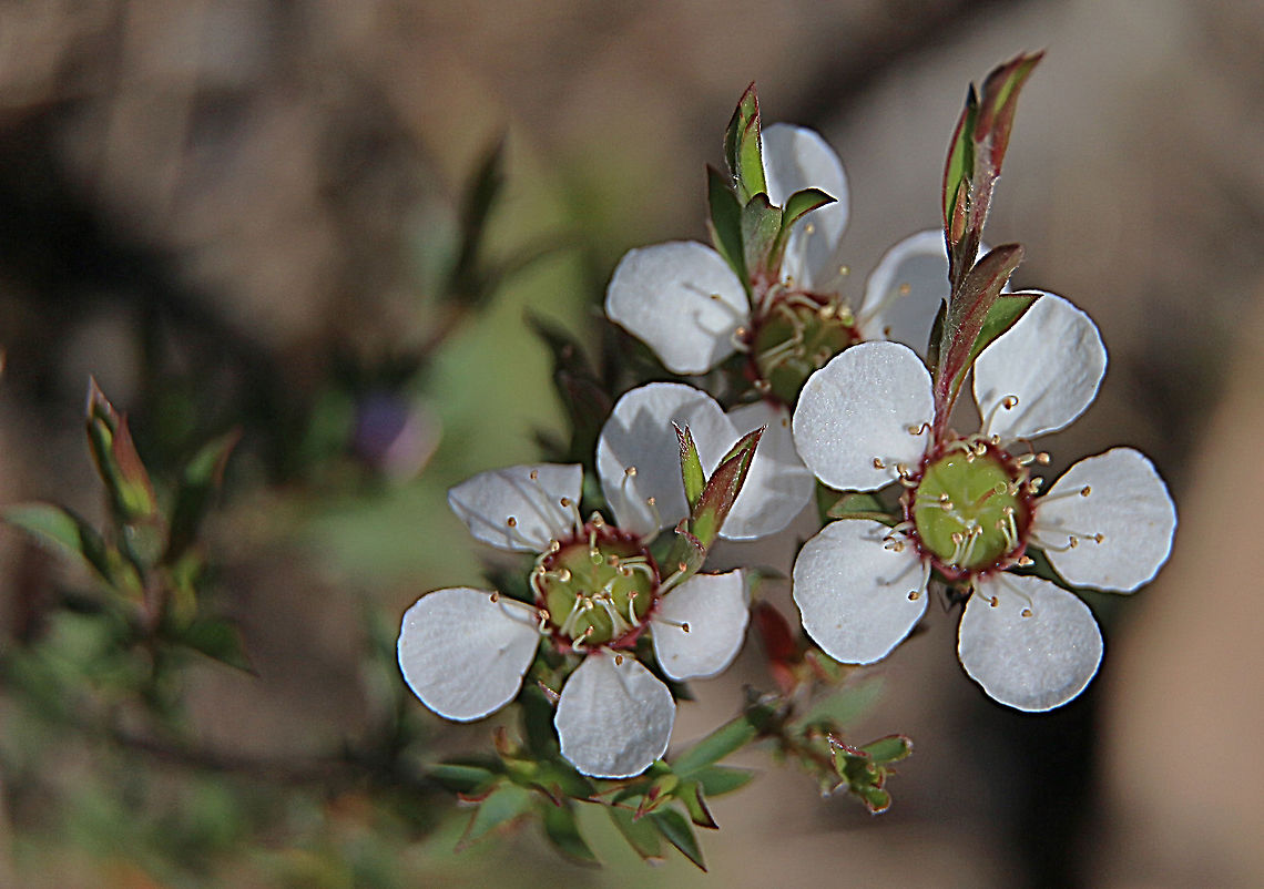 Silky Tea-tree, Australia  Australia,Eamw flora,Geotagged,Leptospermum myrsinoides,Silky Tea-tree,Spring