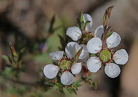 Silky Tea-tree, Australia  Australia,Eamw flora,Geotagged,Leptospermum myrsinoides,Silky Tea-tree,Spring