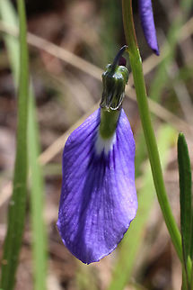 Slender violet-bush - Hybanthus monopetalus  Australia,Eamw flora,Geotagged,Hybanthus monopetalus,Slender violet-bush,Spring