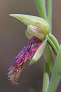 Common bearded orchid - Calochilus platychilus Finding this one made my day. Found only this one and still not completely opened up to see its little face resembling a mans face and beard. It is still a bit early and maybe in two weeks there will be more species in bloom. Australia,Calochilus platychilus,Eamw flora,Eamw orchids,Geotagged,Orchids October,Spring