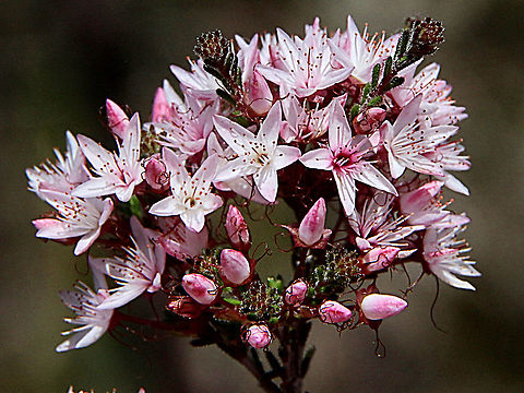 Common Fringe - murtle  Australia,Calytrix tetragona,Dusty Miller,Eamw flora,Fringe Myrtle,Geotagged,Spring,Spyridium parvifolium