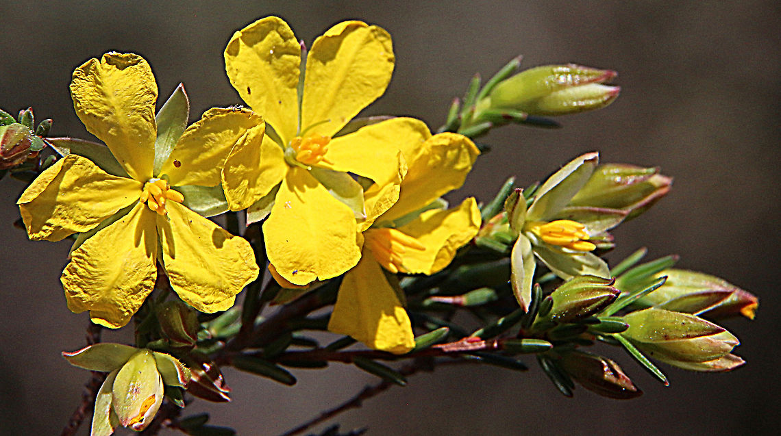 Hibbertia exutiacies  Australia,Eamw flora,Geotagged,Hibbertia exutiacies,Prickly Guinea-Flower,Spring