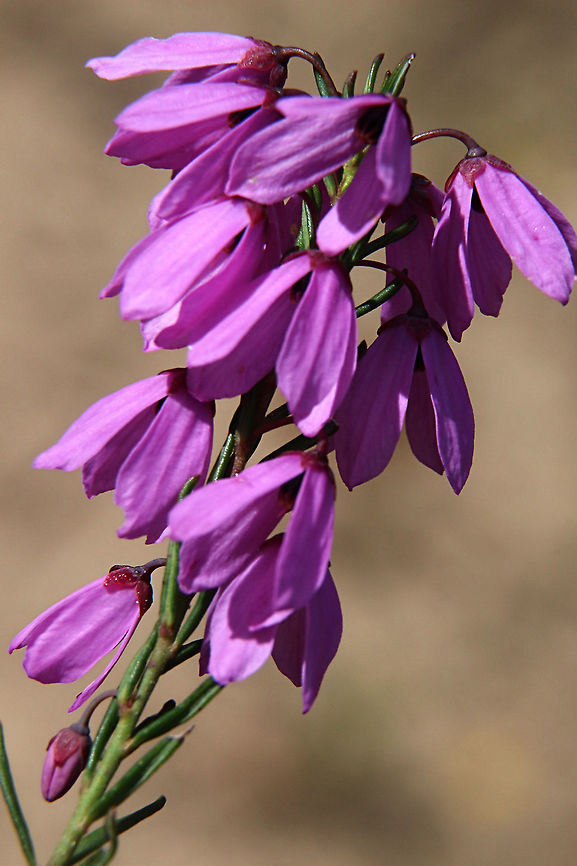 Hairy pink - bells - Tetratheca pilosa Identification derived from www.forestrysa.com.au Australia,Eamw flora,Geotagged,Spring,Tetratheca pilosa