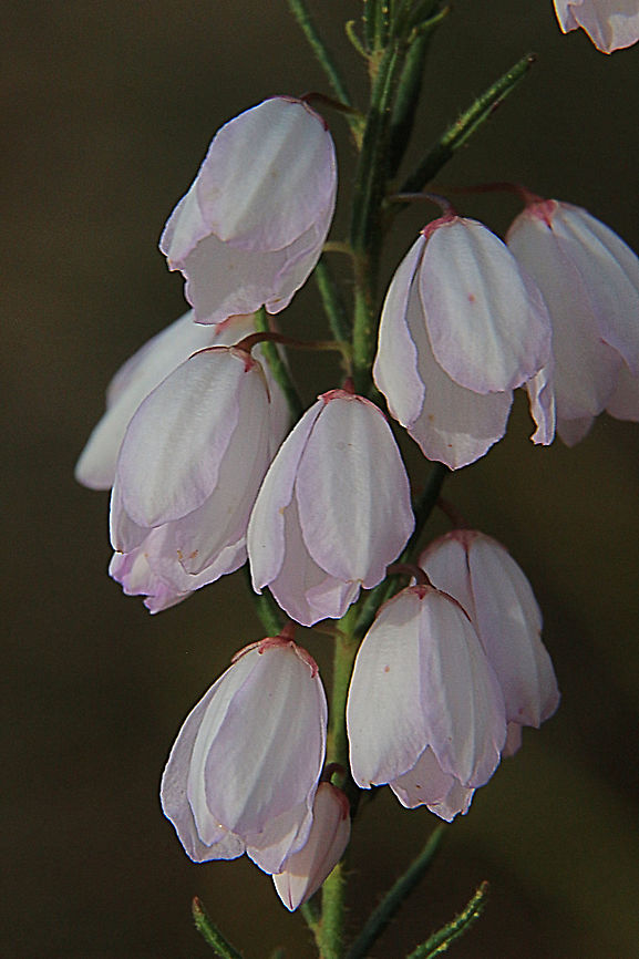 Hairy pink -bells  ( white form) Tetratheca pilosa I found only one of the colour variant. Australia,Eamw flora,Geotagged,Spring,Tetratheca pilosa