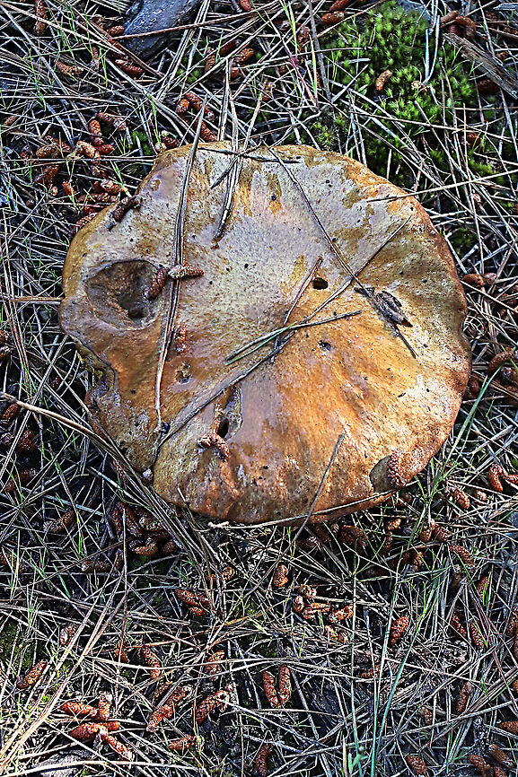 Slippery jack - Suillus luteus A bid of an old specimen growing in Pinus radiate plantation. Australia,Eamw bolete,Eamw fungi,Geotagged,Slippery jack,Spring,Suillus luteus