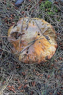 Slippery jack - Suillus luteus A bid of an old specimen growing in Pinus radiate plantation. Australia,Eamw bolete,Eamw fungi,Geotagged,Slippery jack,Spring,Suillus luteus