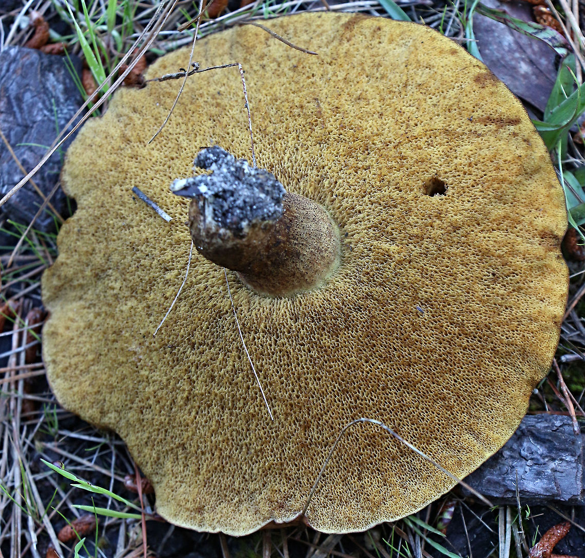 Slippery jack - Suillus luteus Poor surface Australia,Eamw bolete,Eamw fungi,Geotagged,Slippery jack,Spring,Suillus luteus