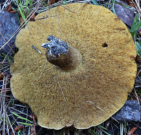 Slippery jack - Suillus luteus Poor surface Australia,Eamw bolete,Eamw fungi,Geotagged,Slippery jack,Spring,Suillus luteus