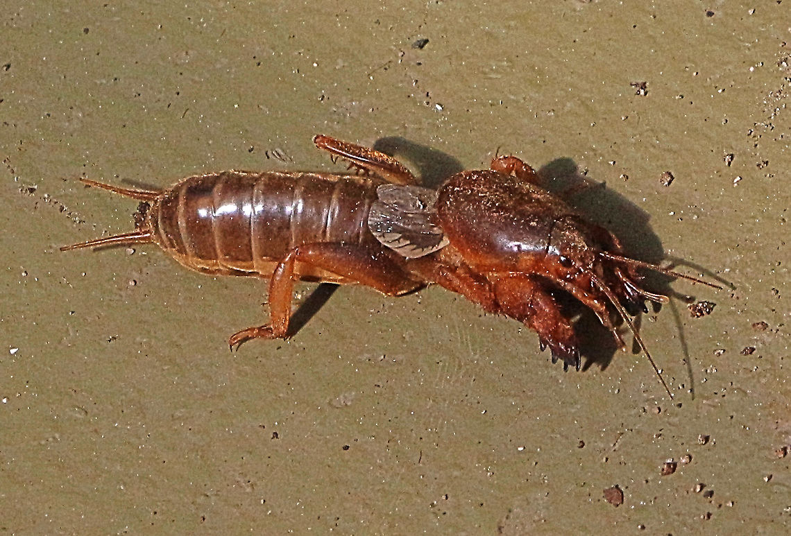 Gryllotalpa australis Native Australian mole cricket Australia,Australian Mole Cricket,Eamw crickets,Geotagged,Gryllotalpa australis,Spring