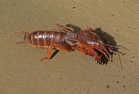 Australian Mole Cricket