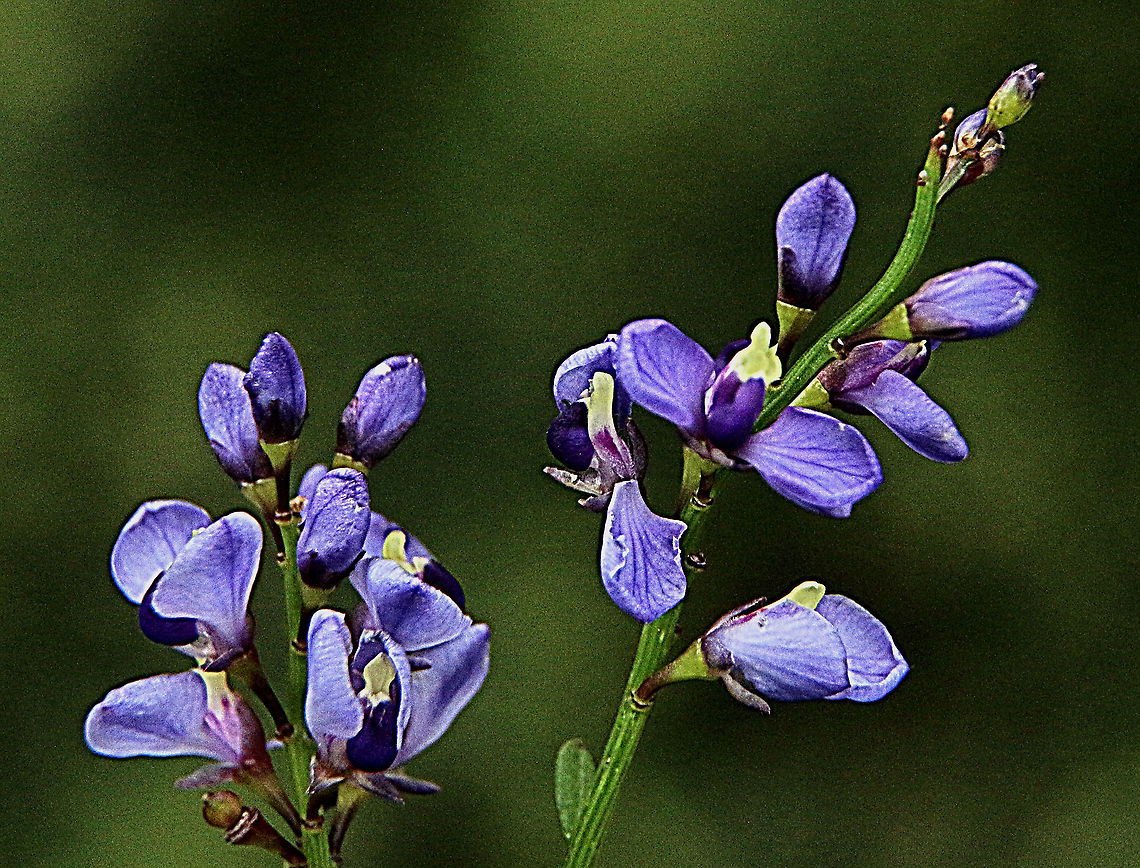Love greener - Comesperma volubile  Australia,Comesperma volubile,Eamw flora,Geotagged,Spring