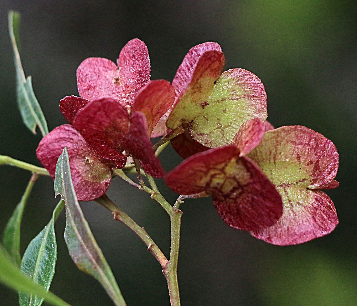 Dwarfhop - bush - Dodonaea humilis  Australia,Dodonaea humilis,Eamw flora,Geotagged,Spring