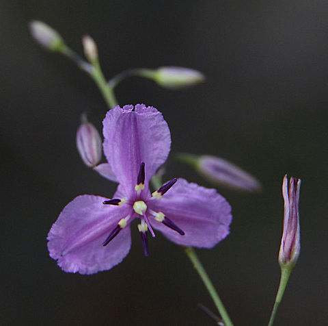 Chocolate lily - Dichopogon strictus  Australia,Dichopogon strictus,Eamw flora,Geotagged,Spring