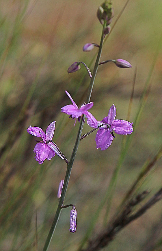 Chocolate lily- Dichopogon strictus Full plant Australia,Dichopogon strictus,Eamw flora,Geotagged,Spring