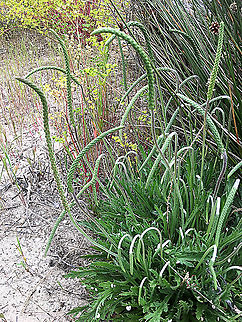Buck&lsquo;s - Horn plantain - Plantago coronopus Introduced plant , growing in sand dunes along the coast Australia,Eamw flora,Geotagged,Plantago coronopus,Spring
