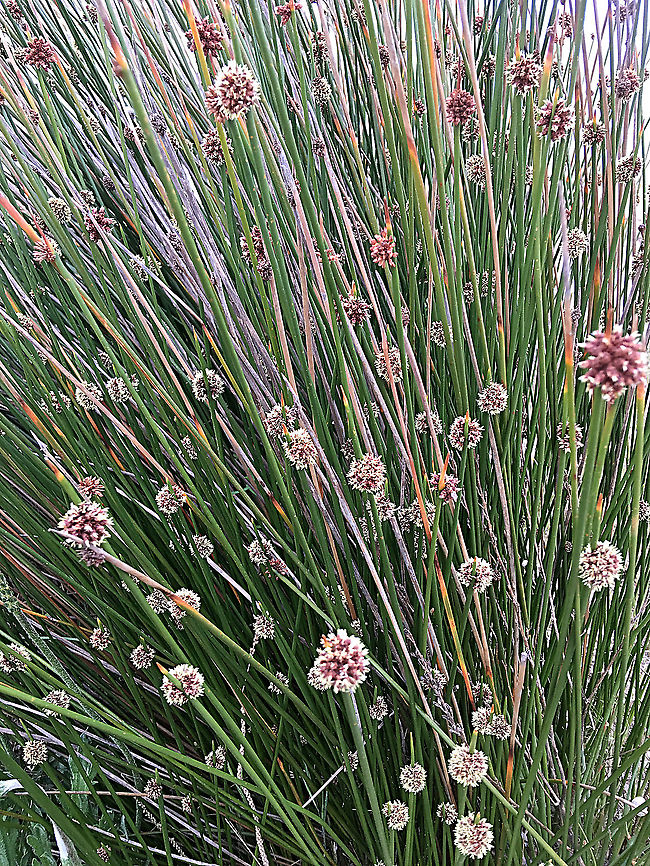 Knotted club-rush - Ficinia nodosa  Australia,Eamw flora,Ficinia nodosa,Geotagged,Spring