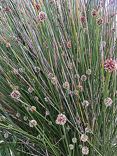 Knotted club-rush - Ficinia nodosa  Australia,Eamw flora,Ficinia nodosa,Geotagged,Spring