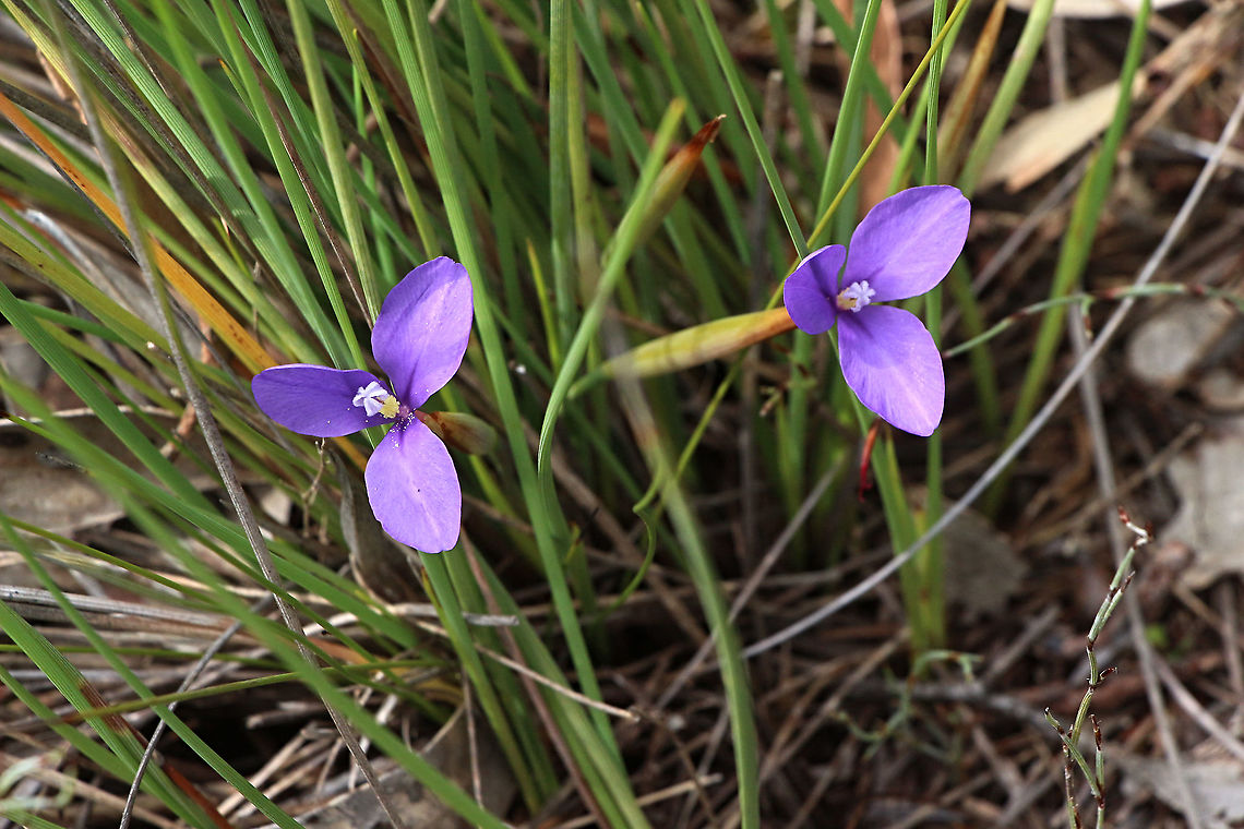 Swamp iris - Patersonia fragilis  Australia,Eamw flora,Geotagged,Patersonia fragilis,Short Purple-Flag,Spring