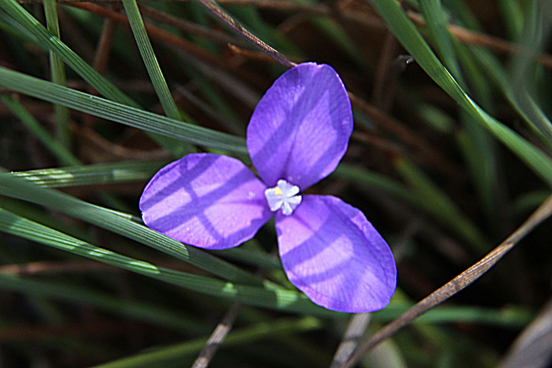 Swamp iris - Patersonia fragilis  Australia,Eamw flora,Geotagged,Patersonia fragilis,Short Purple-Flag,Spring