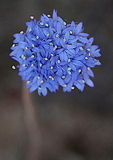 Blue pincushion flower - Brunonia australis I have never seen it like that and only found this one flower. Australia,Brunonia australis,Eamw flora,Geotagged,Spring