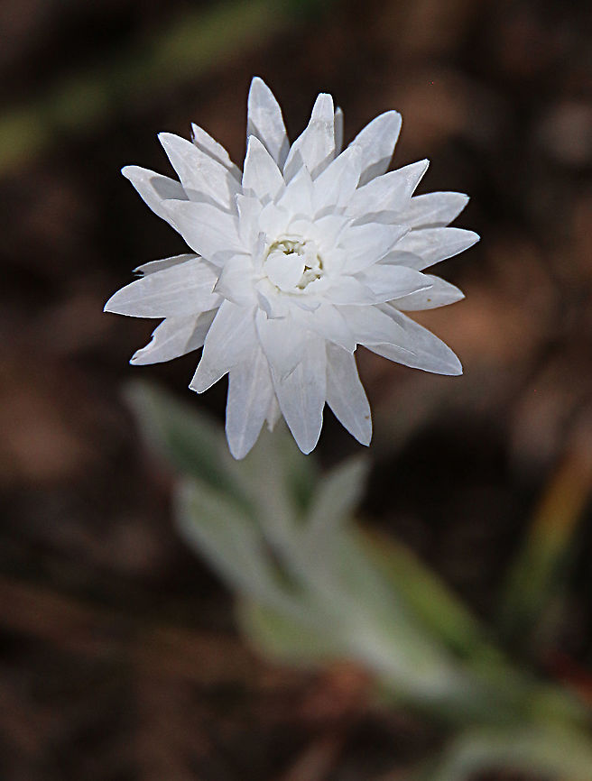White everlasting daisy - Xerochrysum bracteatum  Australia,Eamw flora,Geotagged,Golden everlasting,Spring,Xerochrysum bracteatum